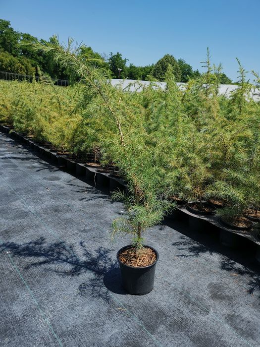 Хималайски кедър