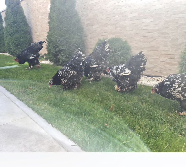 Vand Gaini,Cocosi,Familii Brahma diferite culori.Trimit în tara