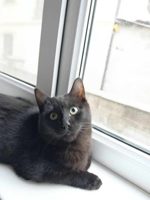 Котенок ищет дом