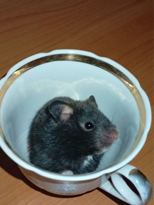 Отдам хомяков породистые