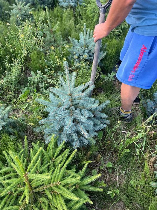 Голубая ель (Европа) Родной Коми билан сотилади!