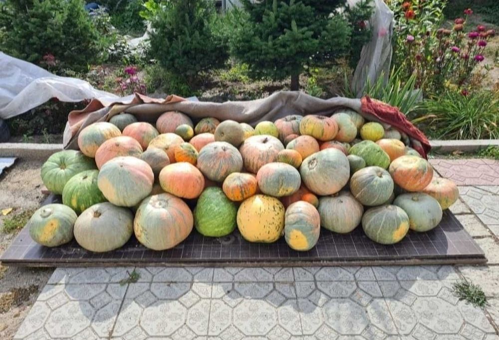 Продам тыкву едовую