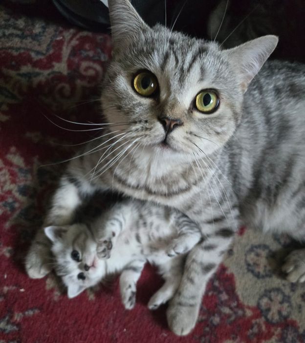 Британские короткошерстные котята