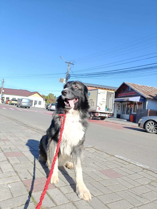 Dresaj, disciplină și socializare canină
