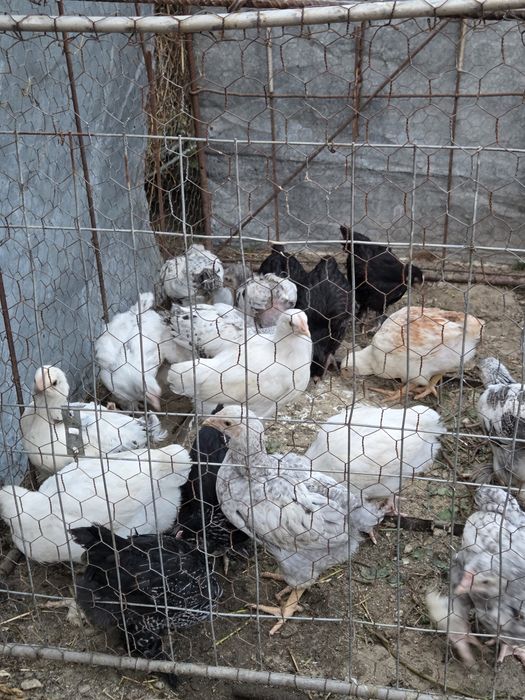 Pui de găină  de vânzare
