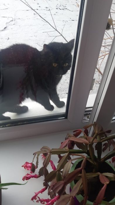 Отдам кота в добрые руки