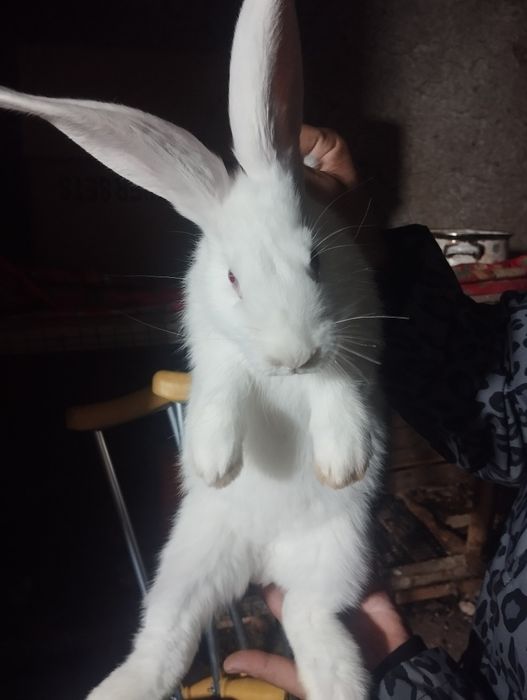 Quyon la flandri bollari 2oylidan oʻtti 1yarim kgdan oshu