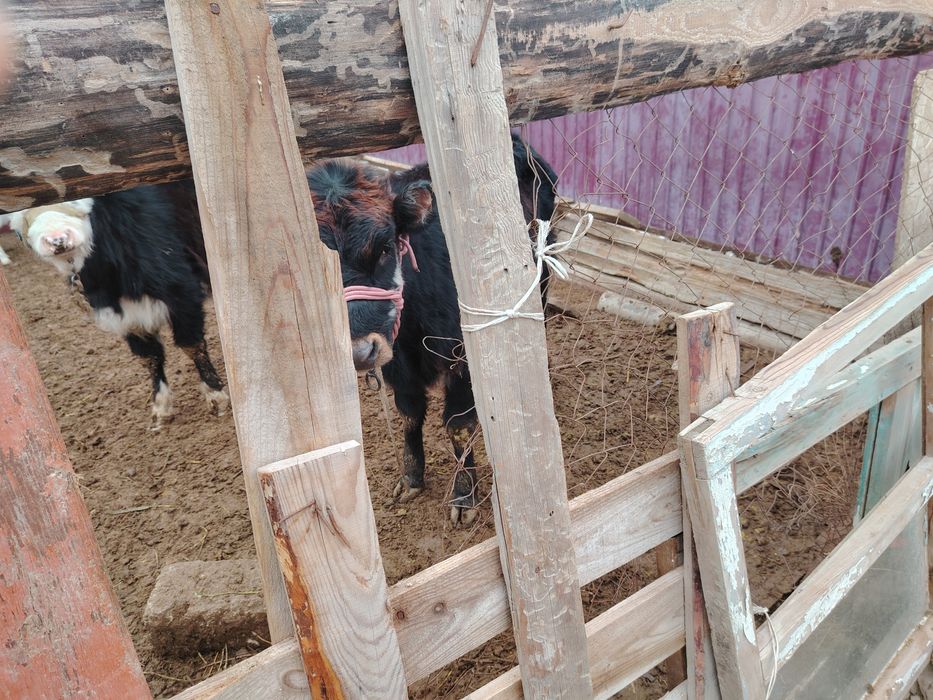 Баспақ сатыладыы