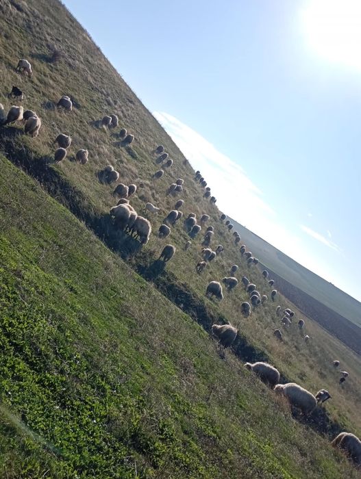 Vând capre  mai mult Detalii la telefon