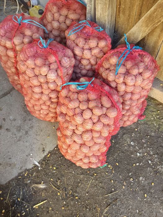 Cartofi de sămânță