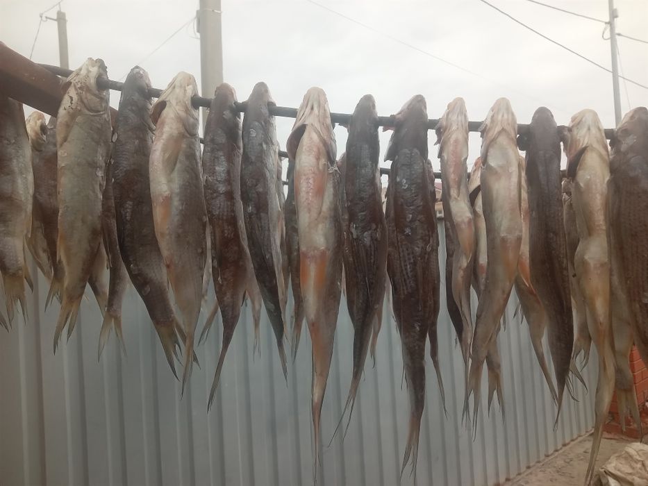 Ребец балық 400 тенге