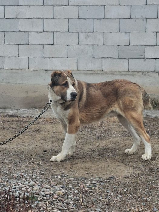 Алабай кабель 1 4