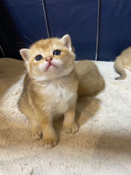 Продаю здоровых котят золотая шиншилла.