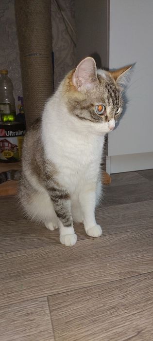 Отдам кошку в добрые руки