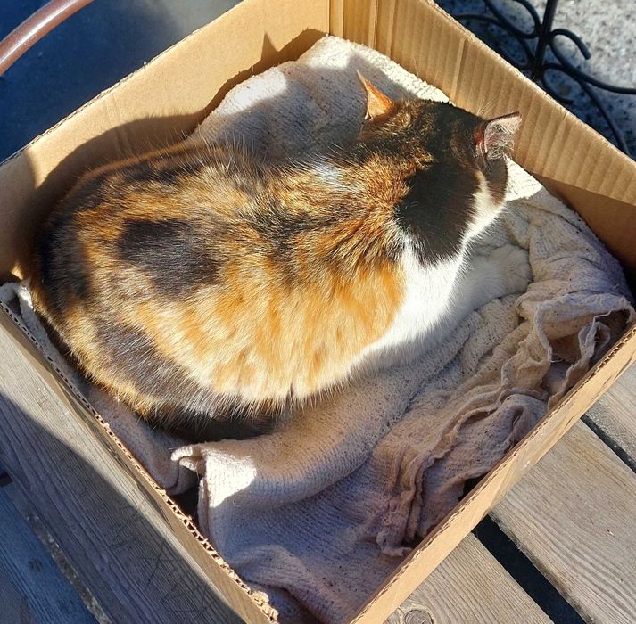 Волшебная красавица в добрые руки!