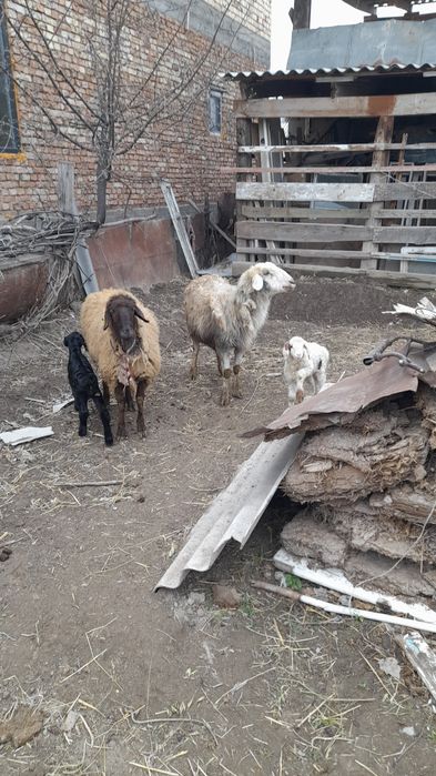 козылы койлар сатылады