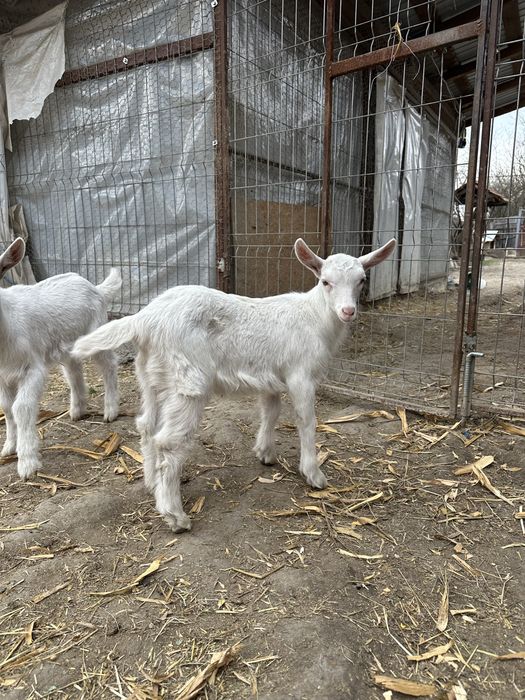 Tapisori si pereche saanen si metis alpina