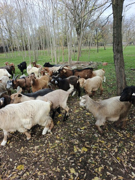 Vând 20 de capre și 2 țapii