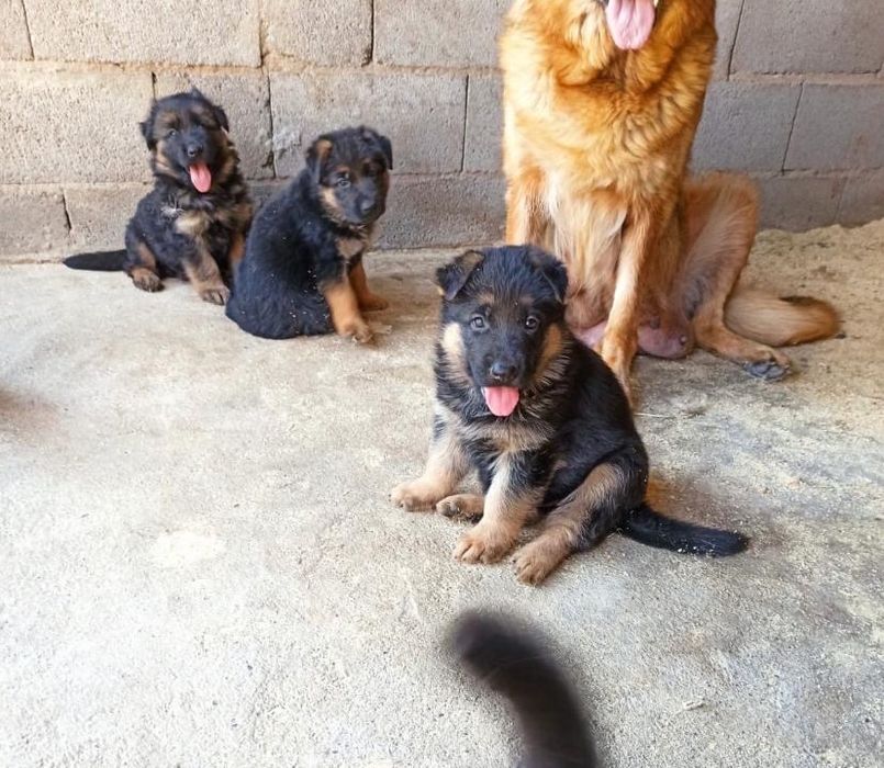 Продам щенки немецкая овчарка