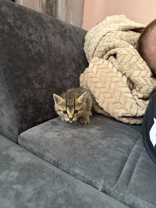 Отдам котят в добрые руки