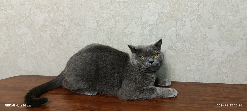 Продается британский кот