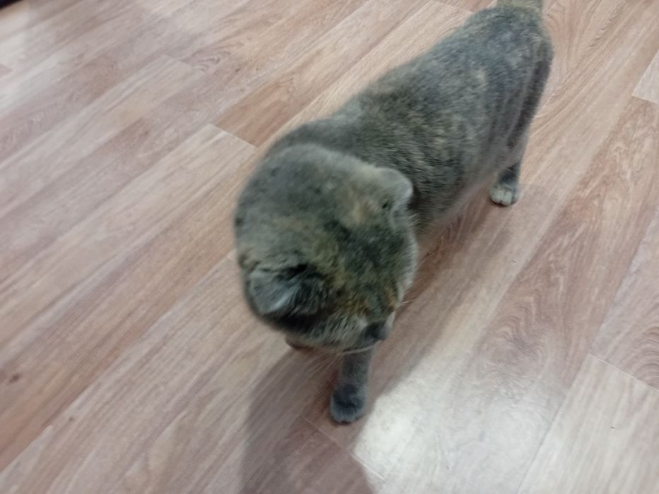 Отдам в хорошие руки