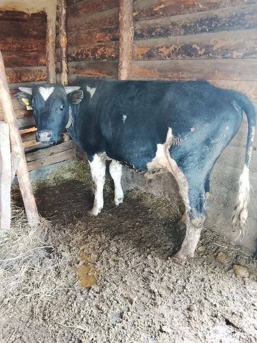 Продам быка 1, 3 возраст