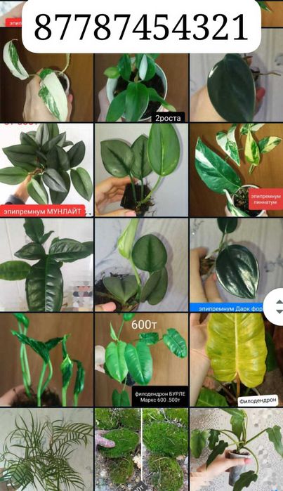 Продам красивый цветок