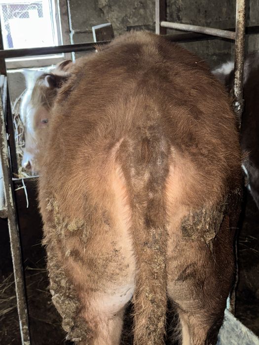 Продаются бычки 1.5! Соғым.