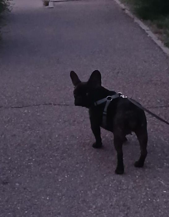 Шайни ищет жениха