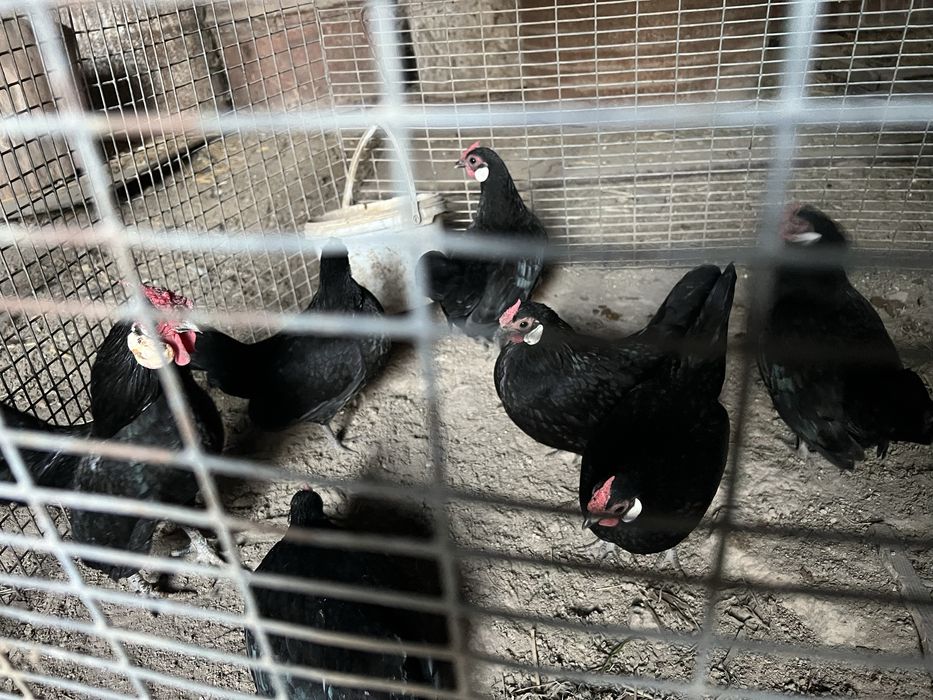 Toza zotli bentam xo’roz tovuqlari