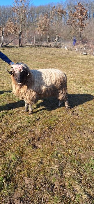 Berbec tanar de un an