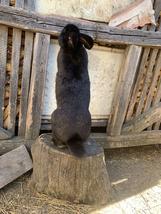 Vand iepuri IEPUROI talie mare