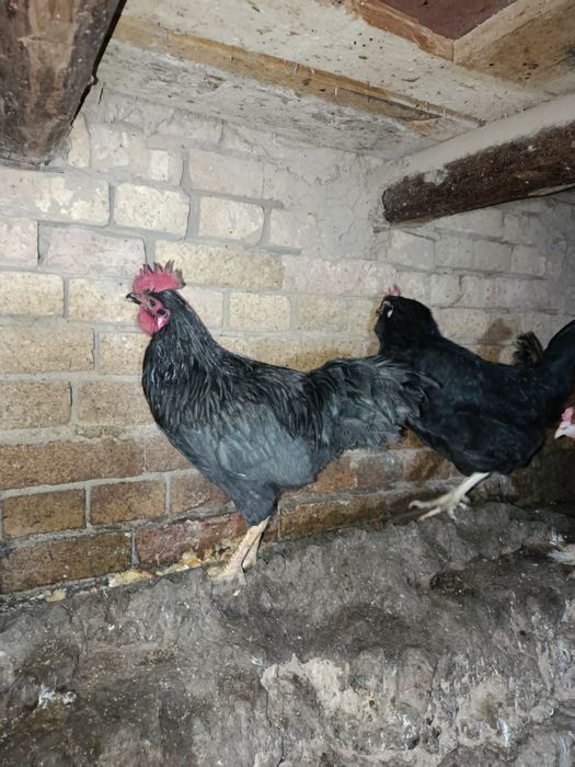 Qora Tovuq va Qora Xo'roz Sotiladi.