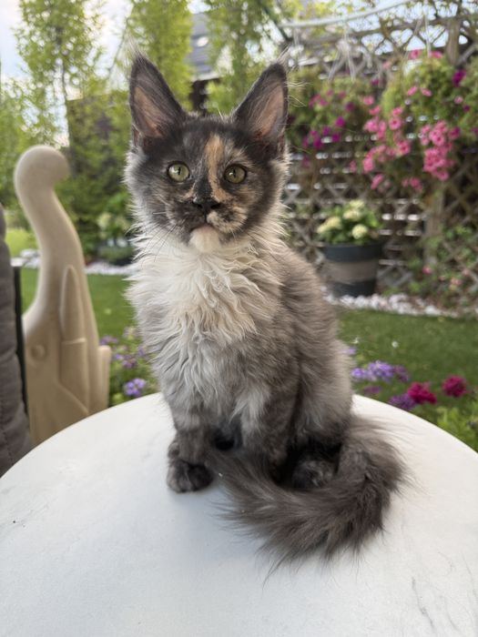 Pui de pisica rasa Maine Coon