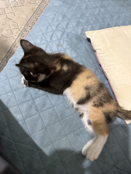 Котенок 3-4 месяца