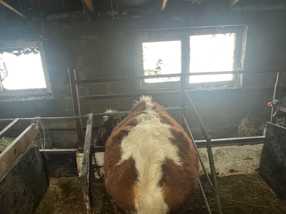 Ұрғашы қашар 1 жылдық