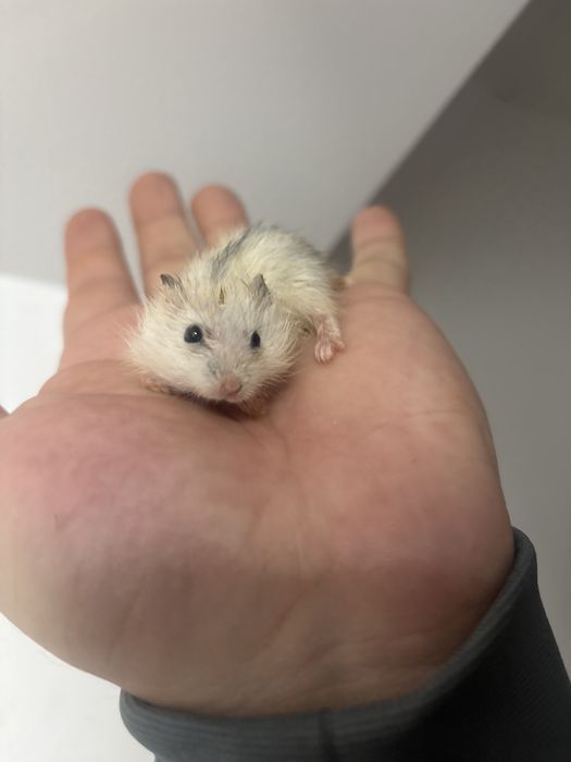 Hamster siberian