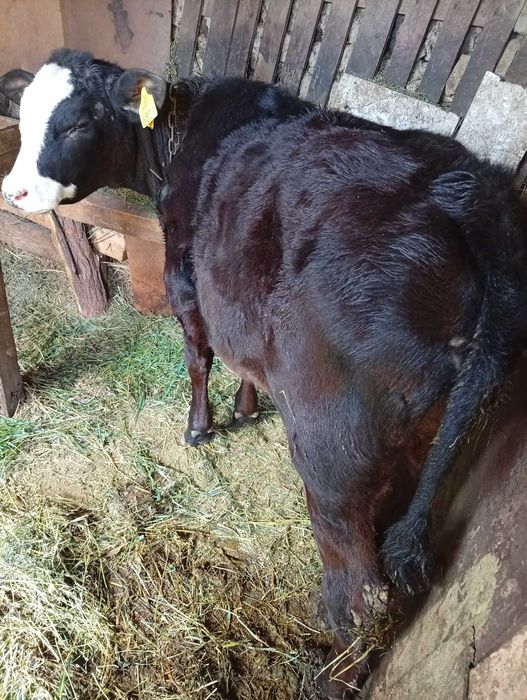 Vând vitea angus  de 3 luni înțărcată