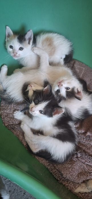 Котята крысоловы