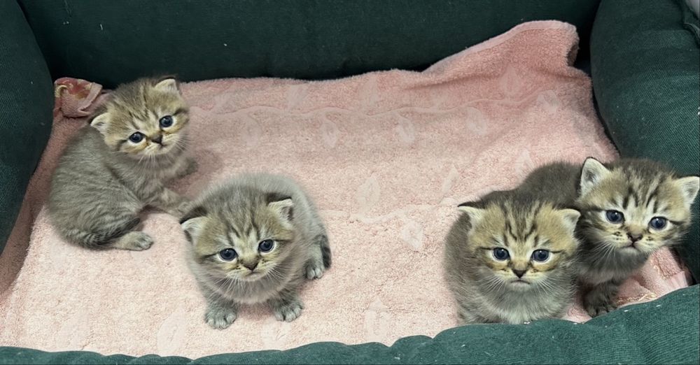 Плюшевые котята готовы найти свой дом