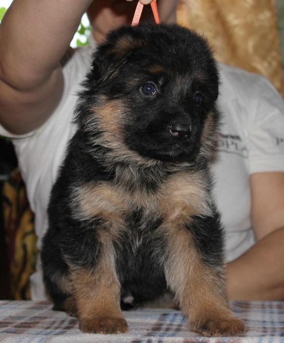 Щенки немецкой овчарки