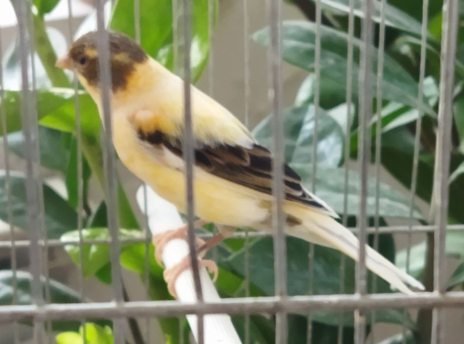 Канарейки Самки 1 год 2 месяца