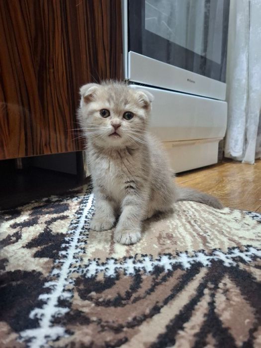 Продаются котята породы скоттиш фолд