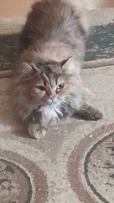 Кошечка породистая