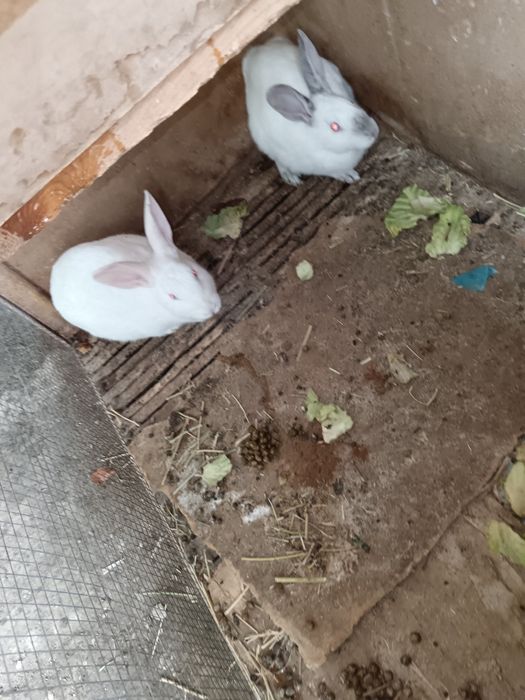 Бугуз куйон сотилади тез кунларда тугади