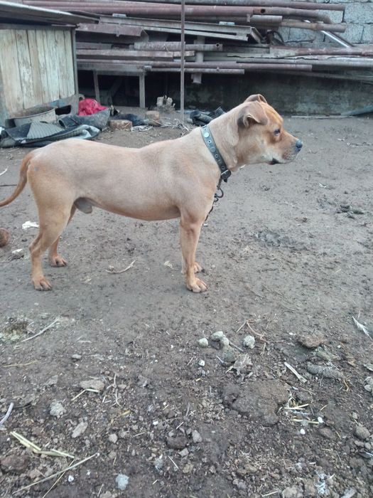 Pidbul kuchuk sotiladi xali bola