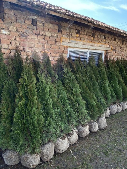 Декоративни ТУИ  ..ПРОМОЦИЯ..