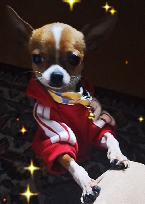 Ищем сучку для вязки собаки породы чихуахуа гладкошорстные