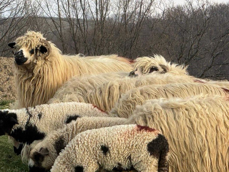 De vânzare oi cu miel